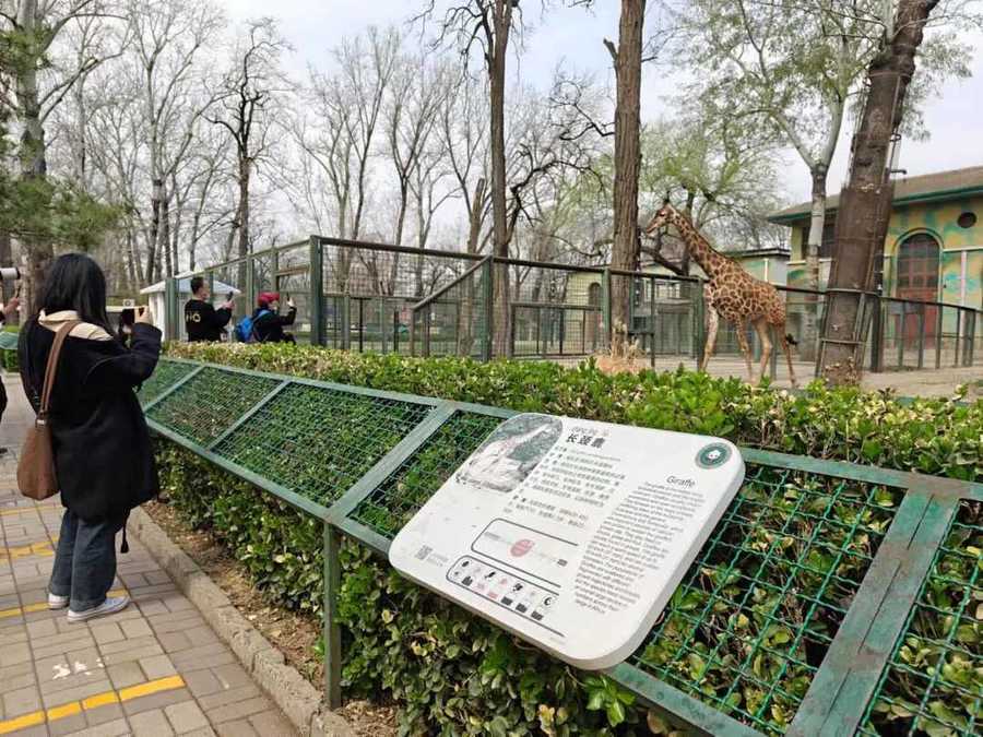 北京动物园规范直播熊猫行为，主播登记备案并规范内容