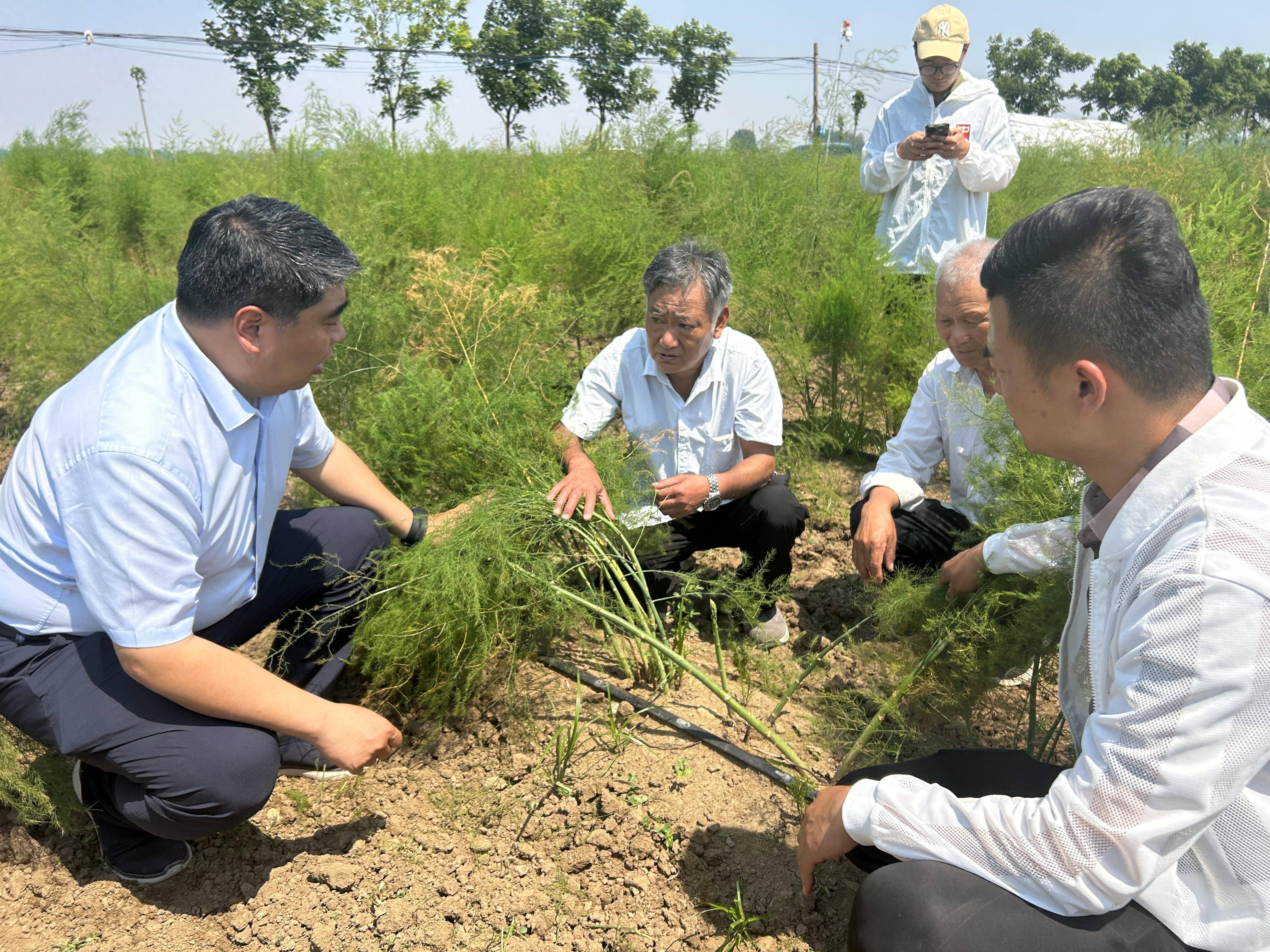“土专家”让乡亲们种出“金条条”