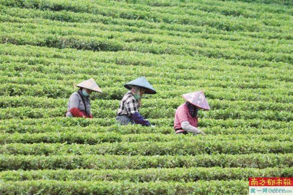 茶香千年韵 “东方金美人”出国门