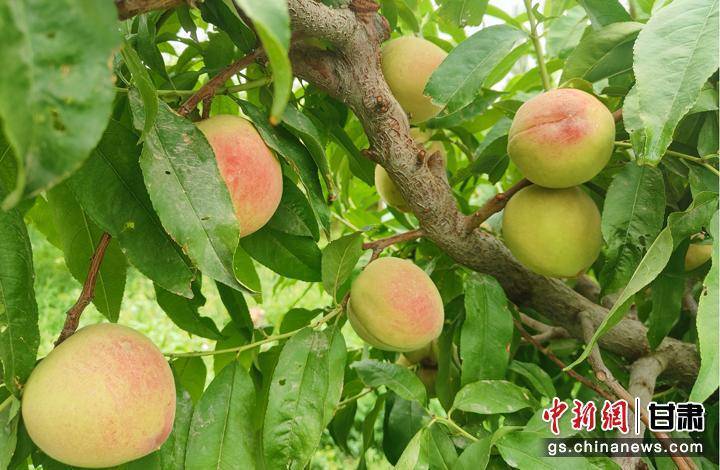 瓜州：种出“甜”日子 林果产业“添绿生金”