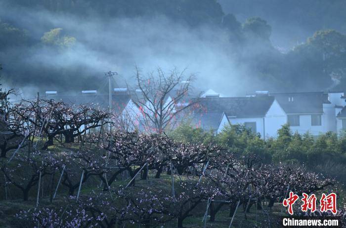 浙江奉化：“中国水蜜桃之乡”桃花满山春意浓