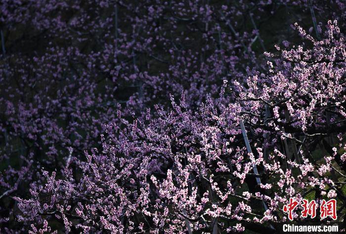 浙江奉化：“中国水蜜桃之乡”桃花满山春意浓