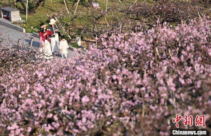 浙江奉化：“中国水蜜桃之乡”桃花满山春意浓