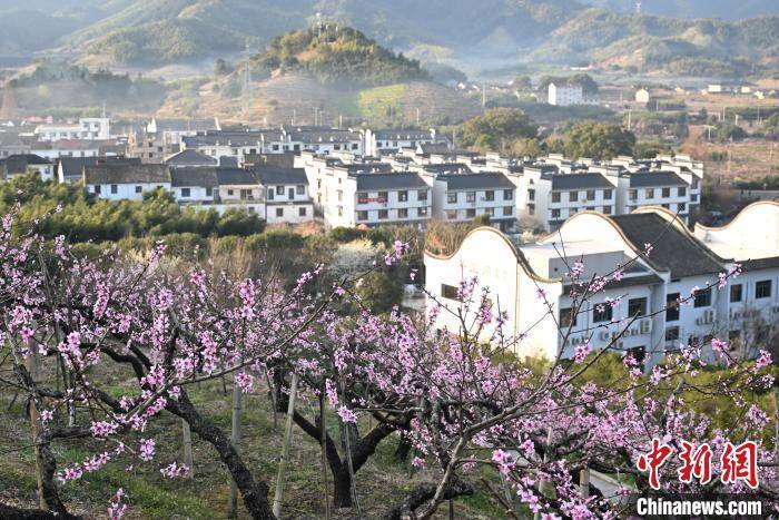 浙江奉化：“中国水蜜桃之乡”桃花满山春意浓
