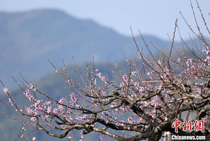 浙江奉化：“中国水蜜桃之乡”桃花满山春意浓
