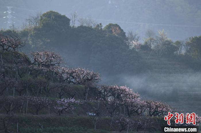 浙江奉化：“中国水蜜桃之乡”桃花满山春意浓