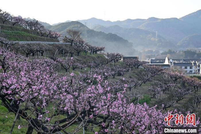 浙江奉化：“中国水蜜桃之乡”桃花满山春意浓