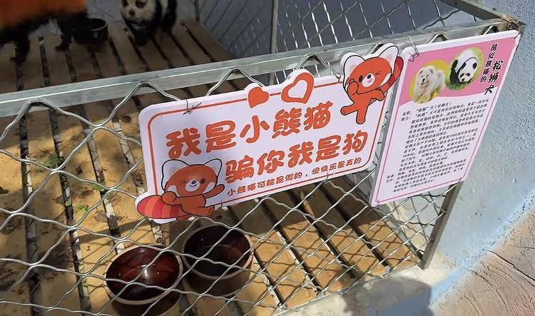 安徽一动物园使用染色狗扮演熊猫展览 园方回应：被顾客投诉已把染色犬撤走